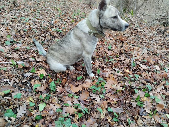 Собака в добрые руки отдам бесплатно