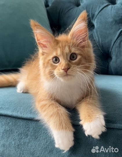 Мейн кун девочка