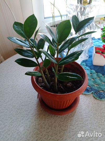 Комнатные цветы