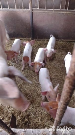Поросята