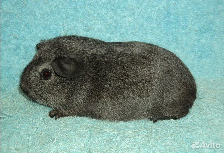 Морские свинки, мальчики