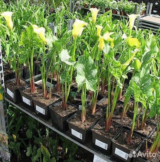 Цветы комнатные