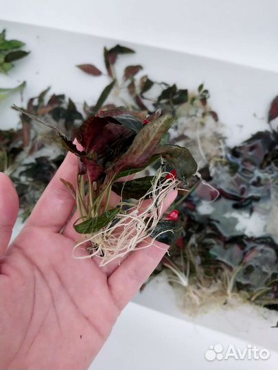 Криптокарина