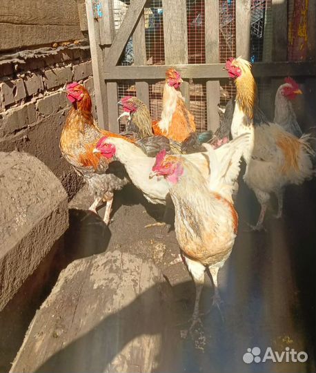 Домашние петухи