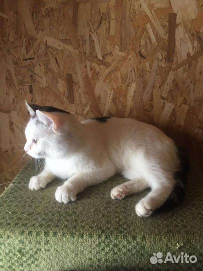 Котики с улицы ищут дом