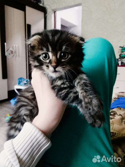 Продам котенка