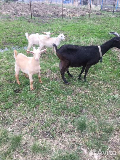 Козье молоко