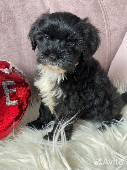 Мальтипушечки