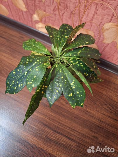 Кротон аукуба