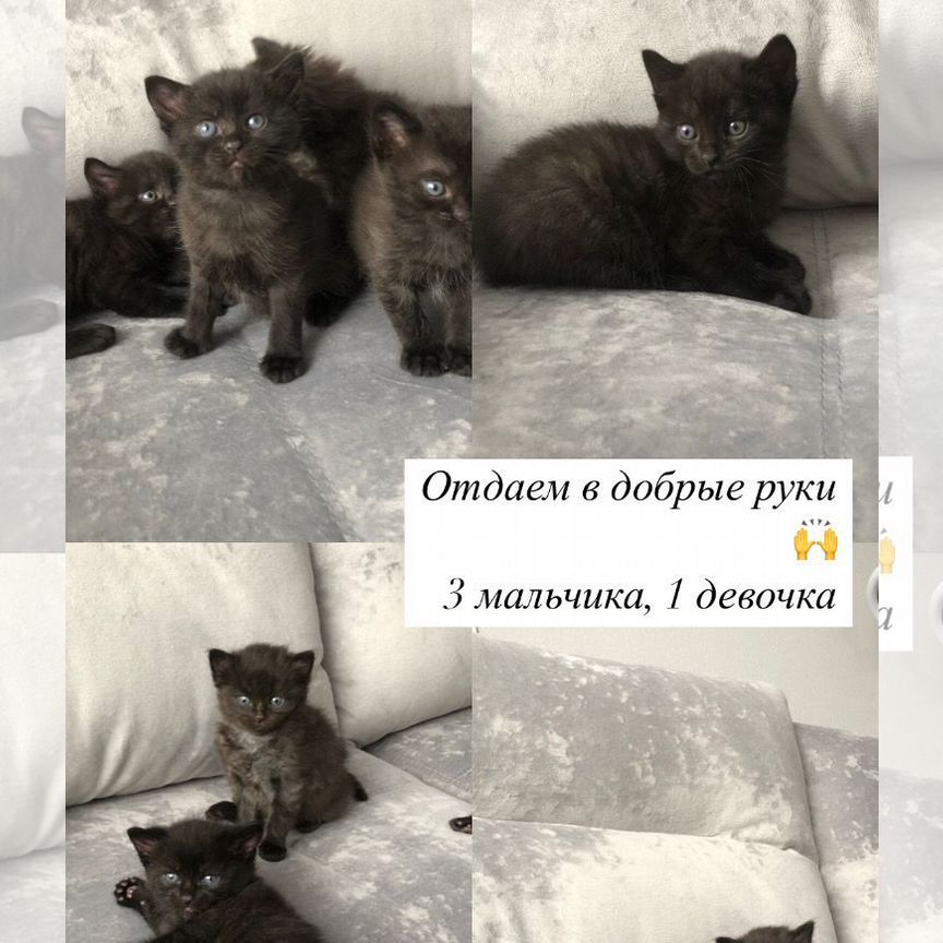 Котята в добрые руки даром