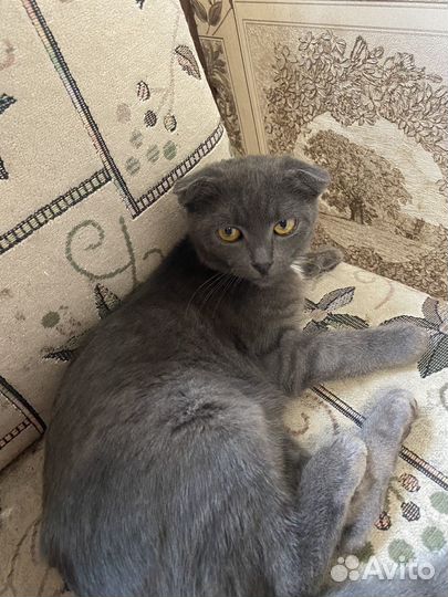 Шотландская вислоухая кошка бесплатно