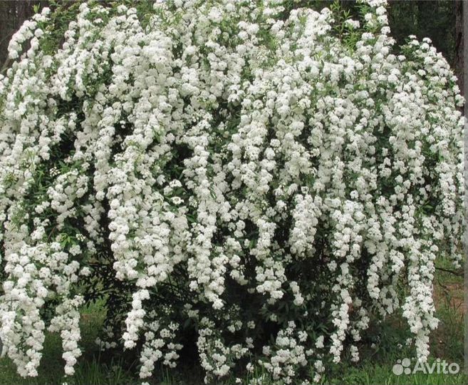 Спирея вангутта