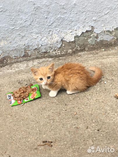 Рыжие, пушистики