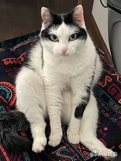 Кошке нужен дом