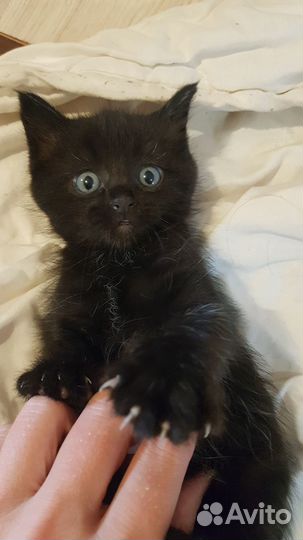 Котята ищут дом