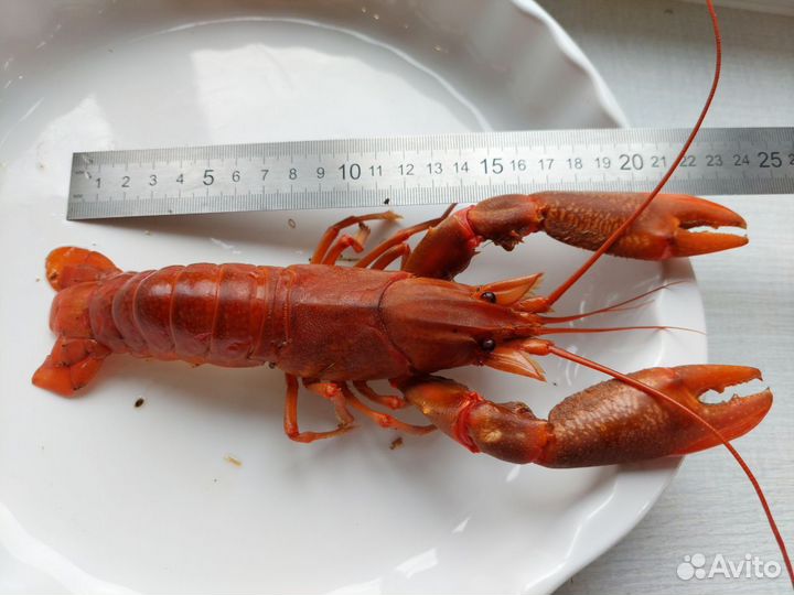 Австралийский красноклешневый рак