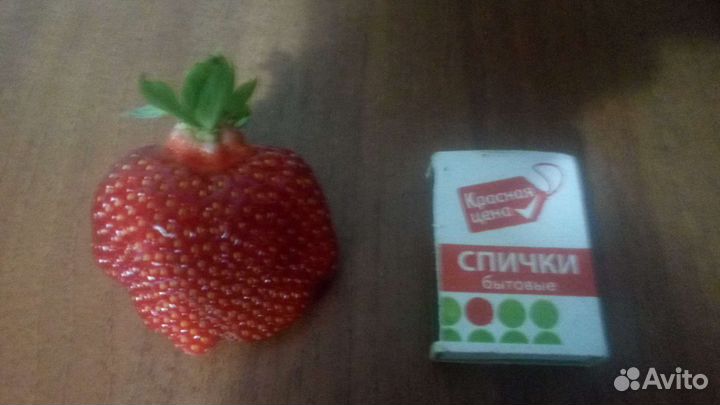 Усы клубники