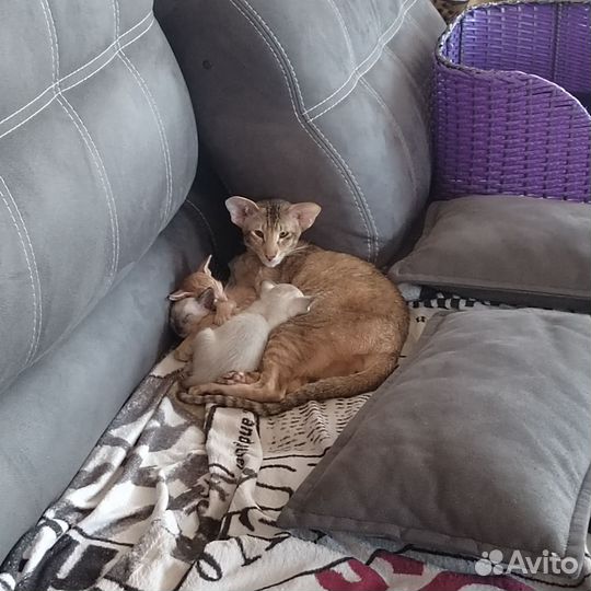 Ориентальные котята