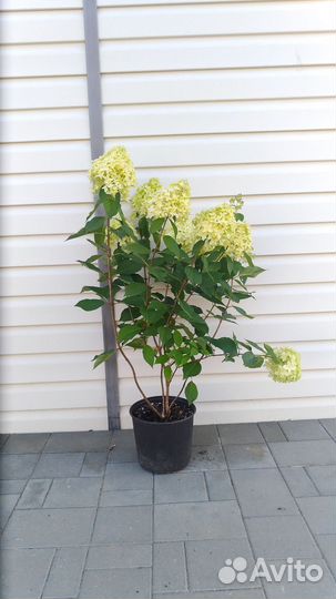 Гортензия Скайфол