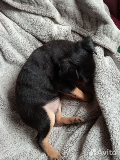 Той-терьер щенки