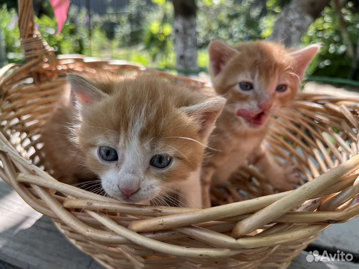 Котята в добрые руки