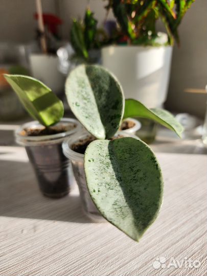 Хойя нова хост