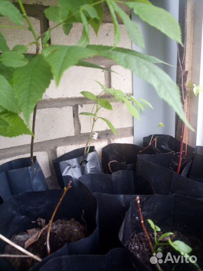 Саженцы Маакия амурская, Медонос, акация Маака