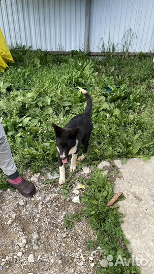 Ласковая девочка