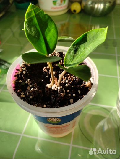 Замиокулькас