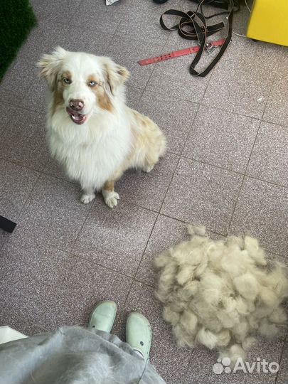 Услуги грумера