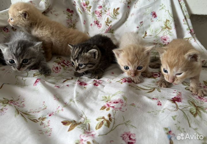Котята в добрые руки даром