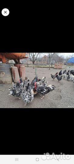 Цыплята