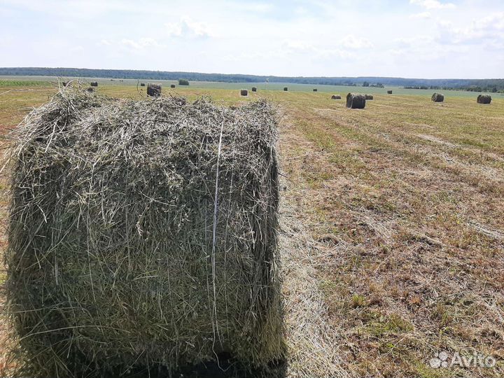 Сено в рулонах 2023 350кг