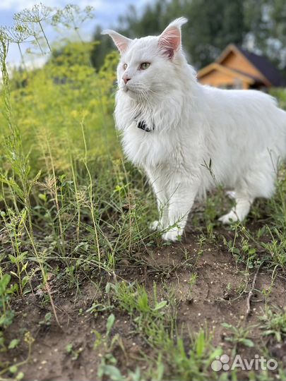 Мейн-кун вязка