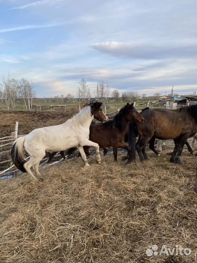 Продам кобылу