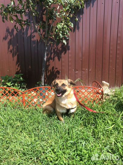 Маленькая собачка Лея 2 года ищет дом