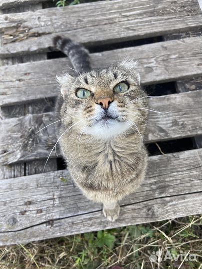 Красивый котик ищет дом