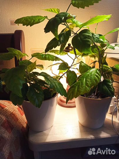 Сортовые гибискусы