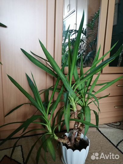 Пальмы юкка