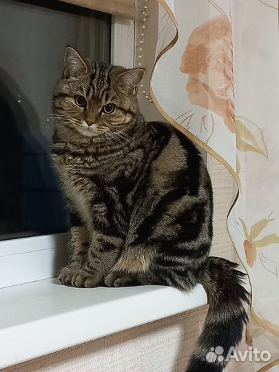 Европейская кошка