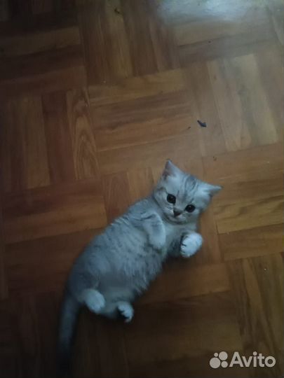 Британская шиншила