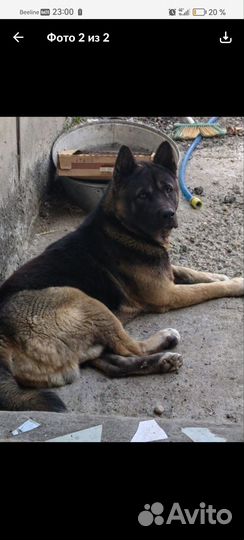 Американская акита вязка