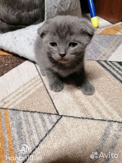 Шотландские котята
