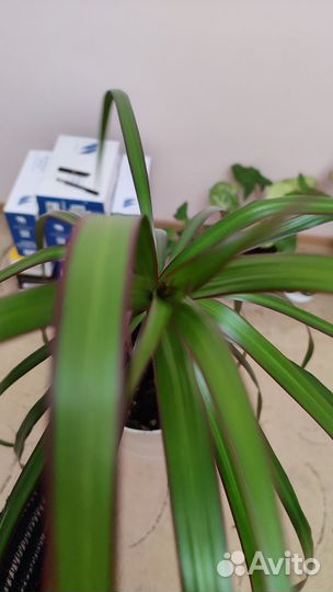 Комнатные цветы драцена финиковая пальма, молочай