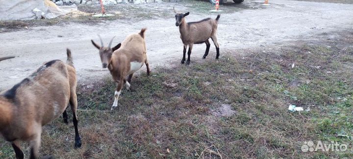 Козы и козлы