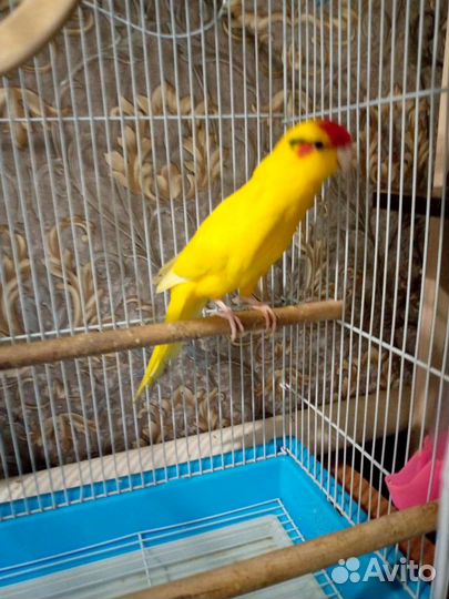 Попугай Какарик