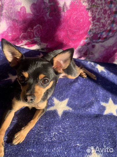 Вязка собак той терьеров