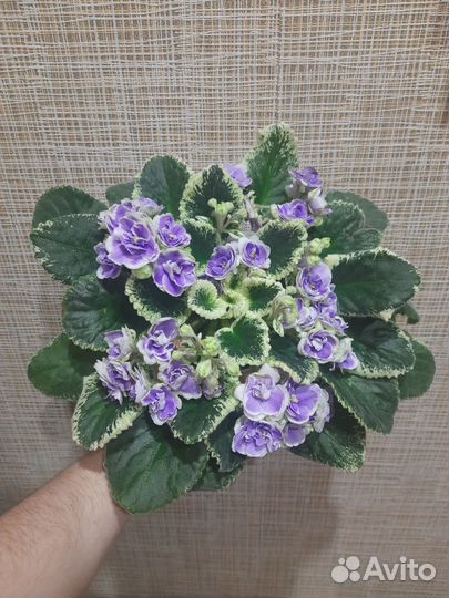 Фиалки сортовые