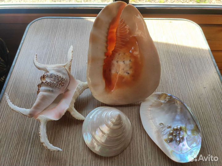 Морские раковины