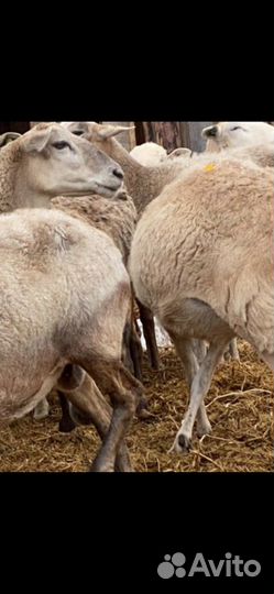 Ярки бараны ягнята овцы Катумской породы и Дорпер